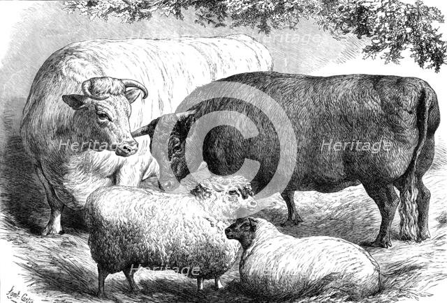 Prize cattle and sheep at the Smithfield Club Show, 1871. Creator: Unknown.