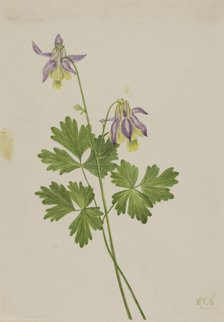 Shortspur Columbine (Aquilegia brevistyla), 1907. Creator: Mary Vaux Walcott.