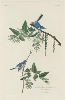 Blue-grey Flycatcher, 1830. Creator: Robert Havell.