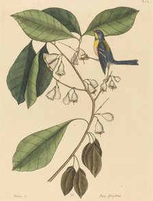 The Finch Creeper (Parus americanus), published 1731-1743. Creator: Mark Catesby.