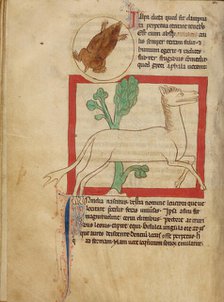 A Mole; A Leucrota; Northumberland Bestiary, about 1250-1260. Creator: Unknown.