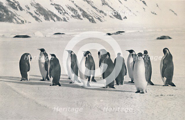'Emperor Penguins', 1911, (1913). Artist: Frank Debenham.