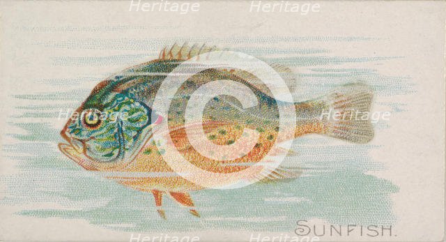 Sunfish, from the Fish from American Waters series (N8) for Allen & Ginter Cigarettes Brands, 1889. Creator: Allen & Ginter.