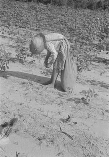 Lucille Burroughs picking cotton, Hale County, Alabama, 1936. Creator: Walker Evans.
