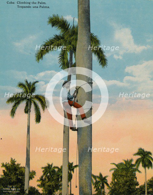 Climbing a palm tree, Cuba, c1920.  Artist: Unknown.