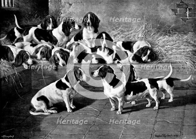 Mr. J. Moss's pack of basset-hounds at Bishop's Waltham, near Winchester, 1895. Creator: George Meisenbach.