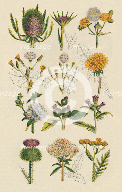 Varieties of British wildflowers, 1947 Artist: Unknown.