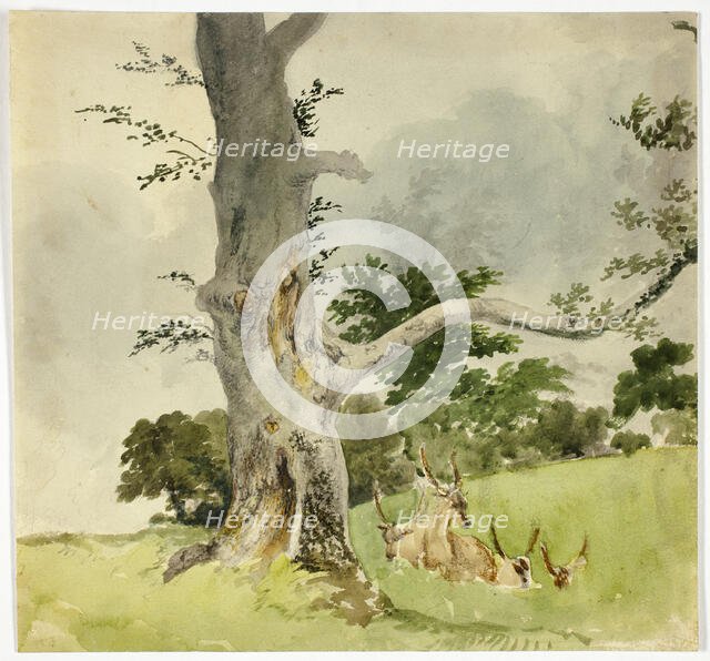 Family of Deer under a Tree, 1790-1844. Creator: Robert Hills.