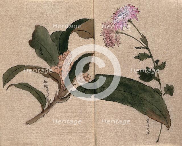 Two flowering plants, possibly a chrysanthemum and loquat (Eriobotrya japonica). Creator: Unknown.