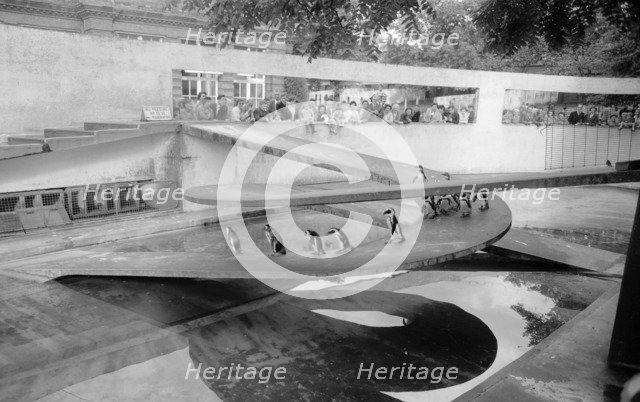 Penguin Pool, Zoological Gardens, Regent's Park, London, c1945-1980. Artist: Eric de Maré