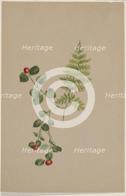 Partridgeberry (Mitchella repens), ca. 1883. Creator: Mary Vaux Walcott.