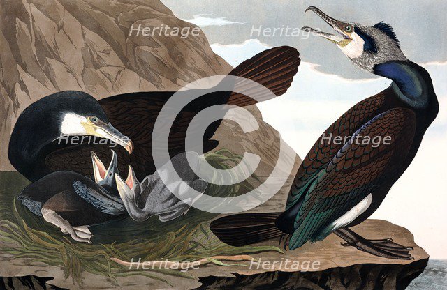 Common Cormorant,  Phalacrocorax Carbo, 1845.