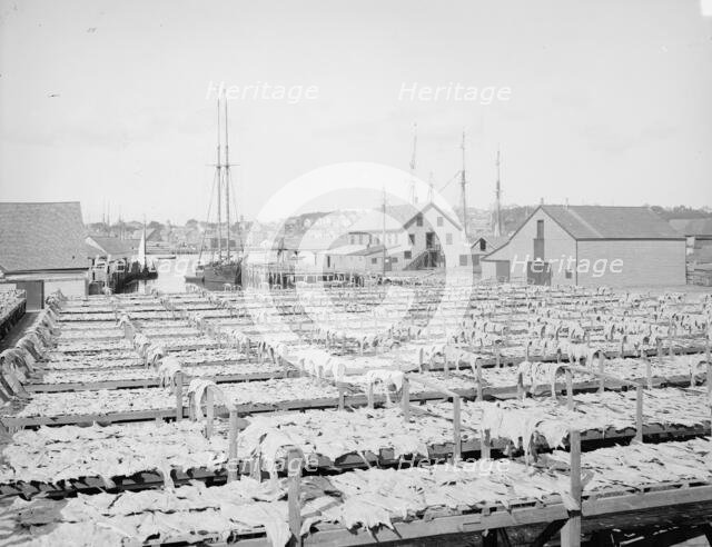 Drying fish, Gloucester, Mass., c1906. Creator: Unknown.