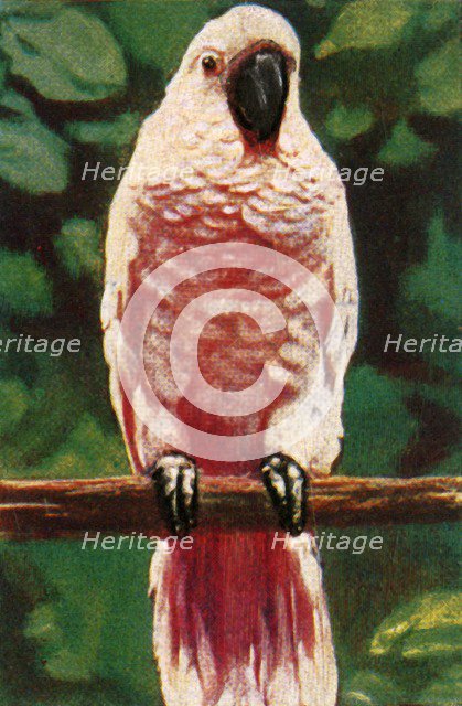 Salmon-crested cockatoo, c1928. Creator: Unknown.