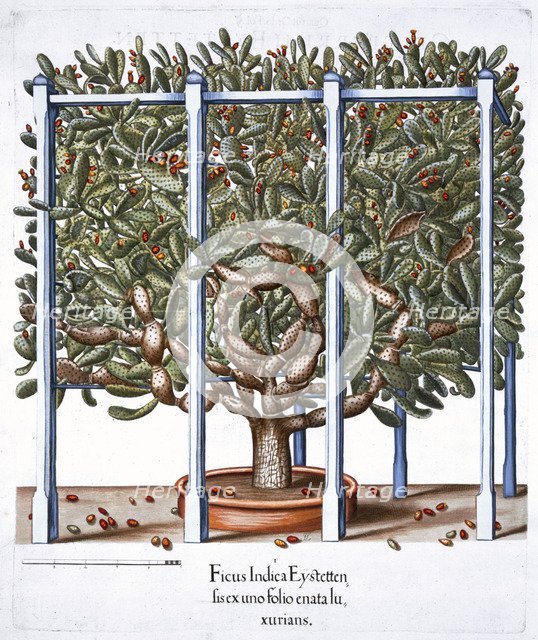 'Ficus indica eytettensis', 1613. Artist: Unknown