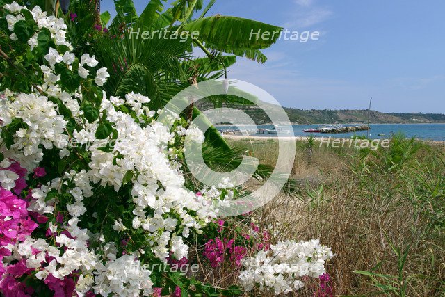 Flowering shrubs and palms, Katelios, Kefalonia, Greece.