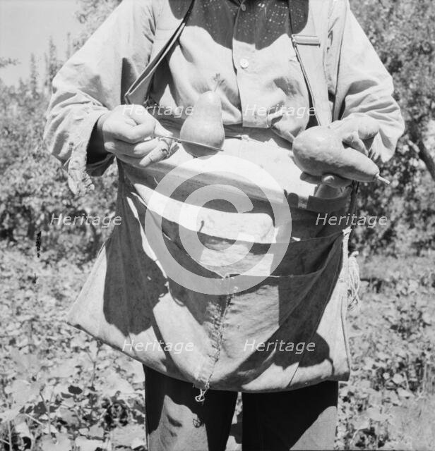 Picker demonstrates how pears are ringed, Yakima Valley, Washington, 1939. Creator: Dorothea Lange.