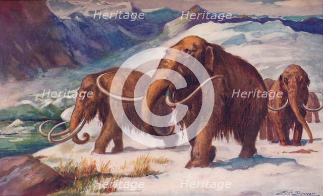 The early Ice Age, when mammoths roamed the Earth and Man was arising, 1907. Artist: Unknown.