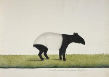 The tapir sent from Bengkulu to Calcutta in 1816, 1818-20. Creator: Anon.