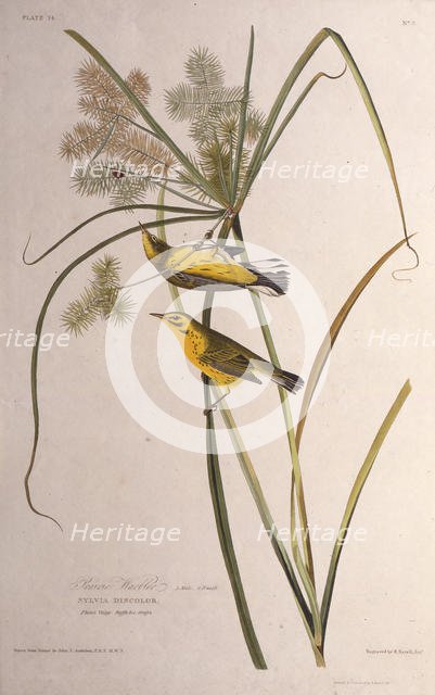 The prairie warbler. From "The Birds of America", 1827-1838. Creator: Audubon, John James (1785-1851).