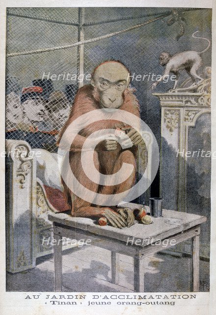 Tinan the orangutan, 1896. Artist: Henri Meyer