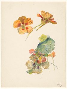 Study sheet with nasturtiums, 1824-1900. Creator: Albertus Steenbergen.