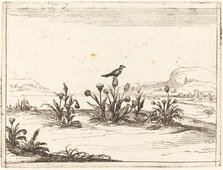 Bird Perched on a Thistle, 1628. Creator: Jacques Callot.