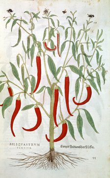 Cayenne Pepper plant (Capsicum), 16th century. Artist: Unknown