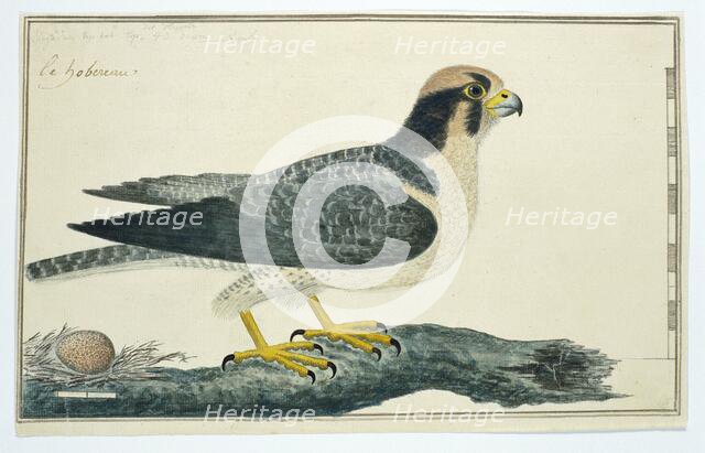 Falco biarmicus (Lanner falcon), 1777-1786. Creator: Robert Jacob Gordon.
