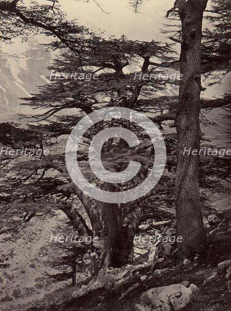 Cedars of Lebanon, 1870s. Creator: Unknown.