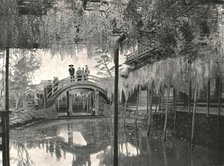 'The Shinji-No-Ike Pond and wisteria', Kameido, Tokyo, Japan, 1895. Creator: Unknown.