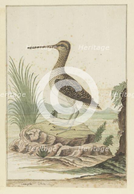 Gallinago nigripennis (African snipe), 1777-1786. Creator: Robert Jacob Gordon.