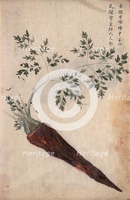 A carrot (Daucus carota): root with leaves. Creator: Unknown.