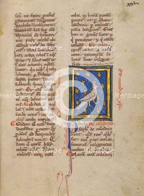 A Caladrius Bird; Bestiary, about 1270. Creator: Unknown.