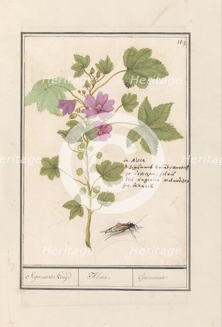 Large mallow (Malva sylvestris), 1596-1610. Creators: Anselmus de Boodt, Elias Verhulst.