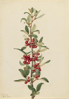 Canada Buffaloberry (Lepargyrea canadensis), 1916. Creator: Mary Vaux Walcott.