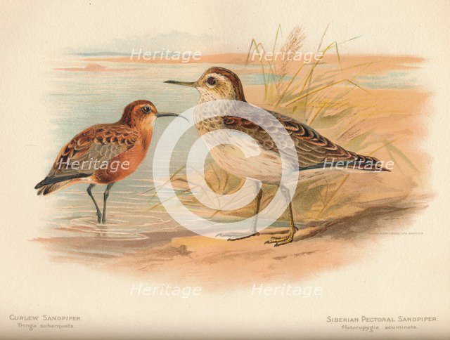 'Curlew Sandpiper (Tringa subarquata), Siberian Pectoral Sandpiper (Heteropygia acuminata)', 1900, ( Artist: Charles Whymper.
