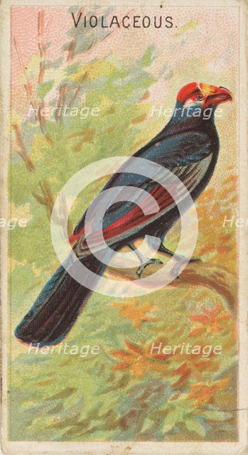 Violaceous, from the Birds of the Tropics series (N5) for Allen & Ginter Cigarettes Brands, 1889. Creator: Allen & Ginter.