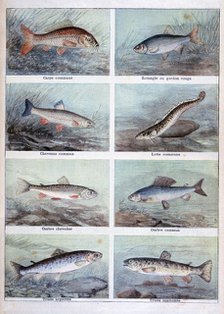 Freshwater fish, 1898.  Artist: F Meaulle
