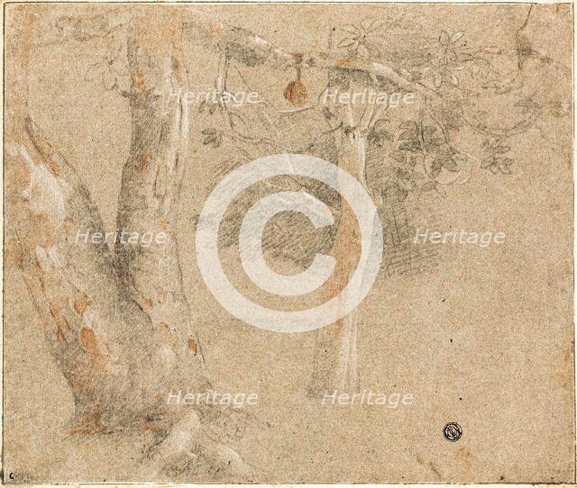 Sketches of Trees, n.d. Creator: Cristofano Allori.