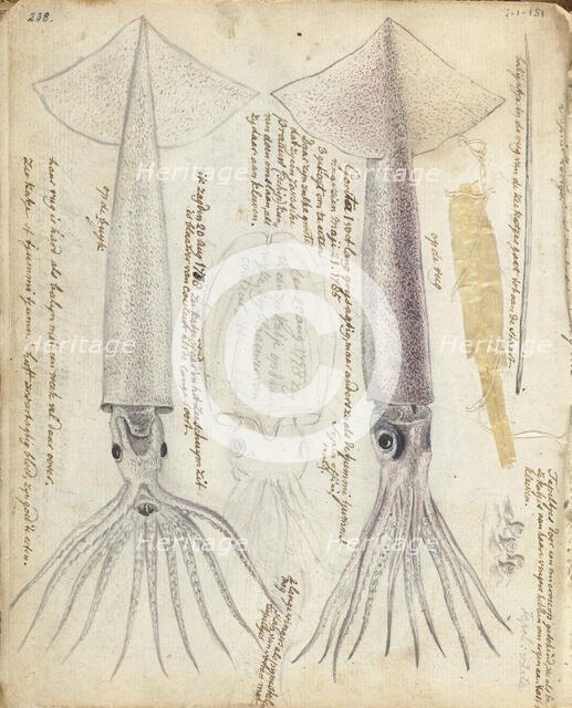 Cuttlefish and Gorita, 1785. Creator: Jan Brandes.