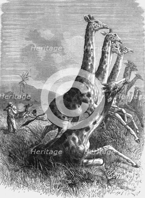 'Hunting the Giraffe; Life in a South African Colony', 1875. Creator: Unknown.