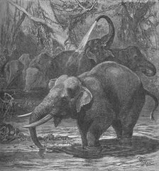 'Indian Elephants Bathing', c1900. Artist: Helena J. Maguire.