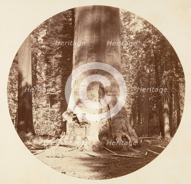 The Mother of the Forest - Calaveras Grove, ca. 1878. Creator: Carleton Emmons Watkins.