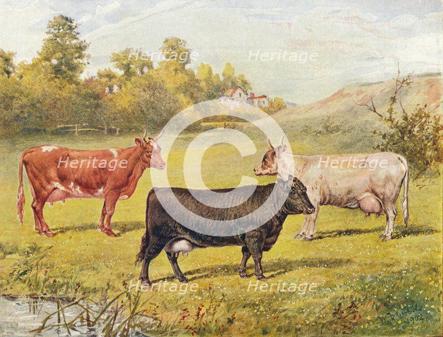 Polled Aberdeen and Ayrshire cows, 1902 (1910). Artist: WR Woods.