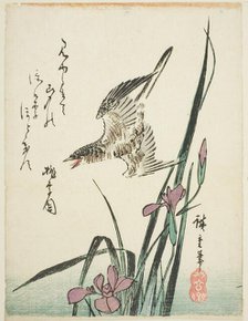 Cuckoo flying over iris, 1830s. Creator: Ando Hiroshige.