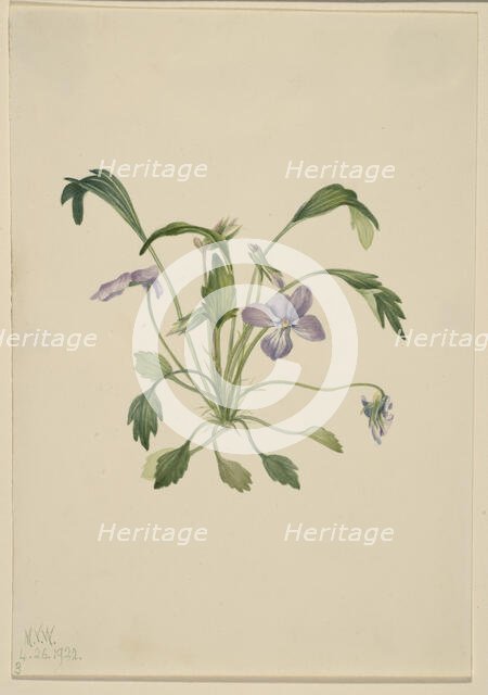 Southern Bird's Foot Violet (Viola digitata), 1922. Creator: Mary Vaux Walcott.