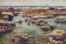 'The Great Barrier Reef', 1923. Creator: Unknown.