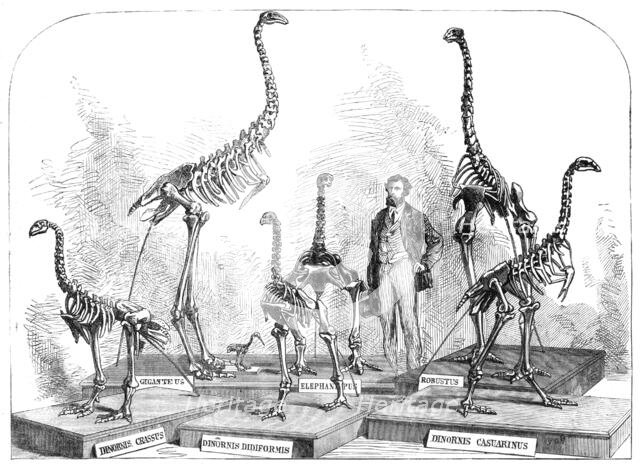 Skeletons of the Dinornis in the Canterbury Museum, New Zealand, 1868. Creator: Unknown.