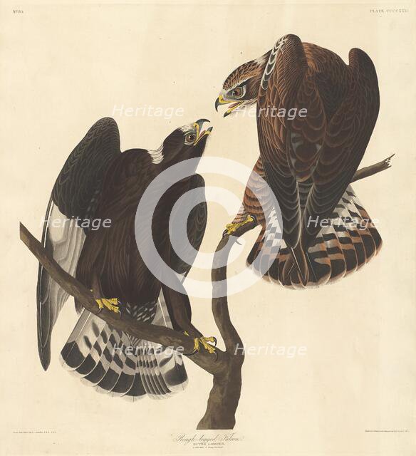 Rough-legged Falcon, 1838. Creator: Robert Havell.